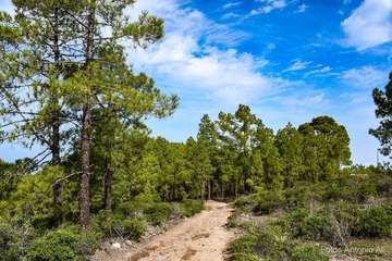 De ruta por el macizo de Tamadaba/Antonio Ali.